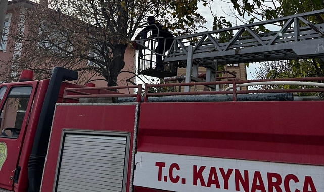 Kaynarca'da Elektrik Hatlarına Temas Eden Ağaçlar Budanıyor