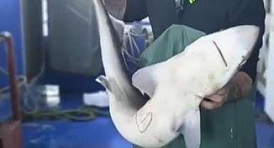 Kıyıköy'de Balıkçıdan Örnek Davranış: Canlı Köpekbalığı Denize İade Edildi