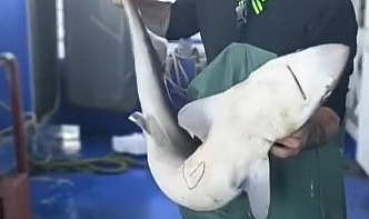 Kıyıköy'de Balıkçıdan Örnek Davranış: Canlı Köpekbalığı Denize İade Edildi