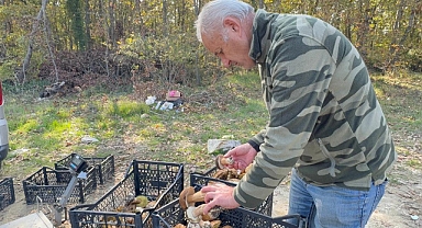 Kuraklık nedeniyle Istranca Ormanları’nda mantar popülasyonu azaldı, kilosu 500 TL’ye çıktı