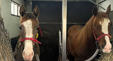 Lüleburgaz'da Hayvansal Ürün Nakillerine Düzenli Denetim