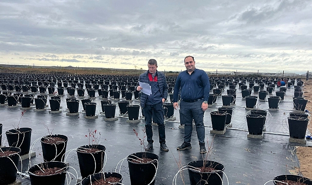 Lüleburgaz'da Yaban Mersini Bahçelerine Teknik İnceleme