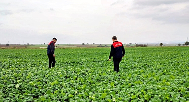 Pınarhisar'da Kanola ve Hububat Alanlarında Teknik İnceleme 