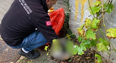 Sahiplendik, Ama Sahip Çıkamadık