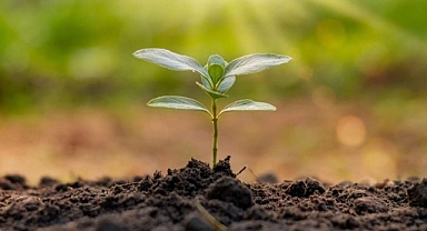 Trakya Üniversitesi Hemşirelik Bölümü’nden Fidan Dikme Etkinliği