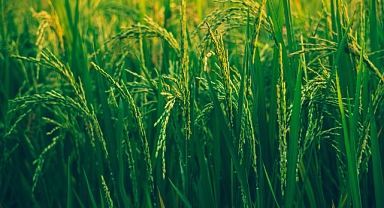 TÜİK: Tarım ÜFE Ekim 2025’te Yıllık %45,40 Arttı