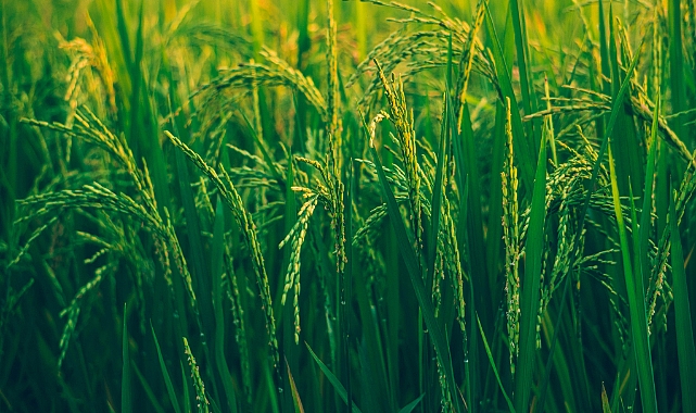 TÜİK: Tarım ÜFE Ekim 2025’te Yıllık %45,40 Arttı