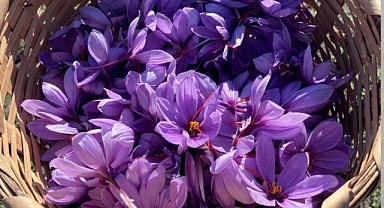 Vize'de Safran Hasadı Başladı 