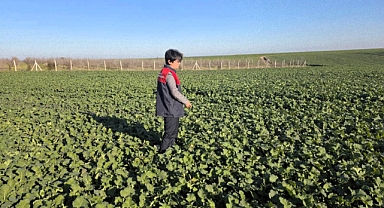 Babaeski’de Hububat ve Kanola Kontrolü
