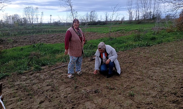 Babaeski’de Sarımsak Üreticilerine Teknik Destek