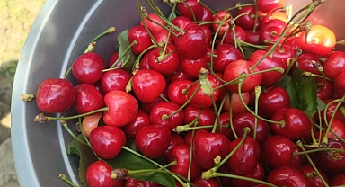 Edirne’den Avrupa’ya ihraç edilen ‘Çeribaşı kirazı’ coğrafi işaret tescili aldı