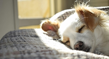 Evde Köpek Bakımı Nasıl Olmalı? Dikkat Edilmesi Gerekenler