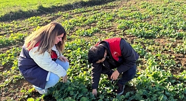 Kofçaz’da Kanola Ekiliş Alanları Mercek Altında