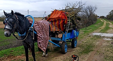 Meradan izinsiz ağaç kesen 2 şüpheli gözaltına alındı