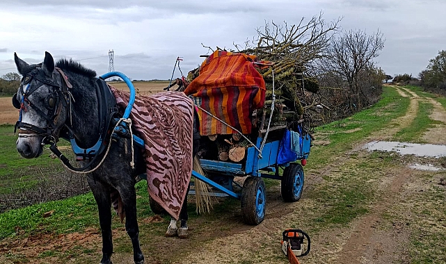 Meradan izinsiz ağaç kesen 2 şüpheli gözaltına alındı