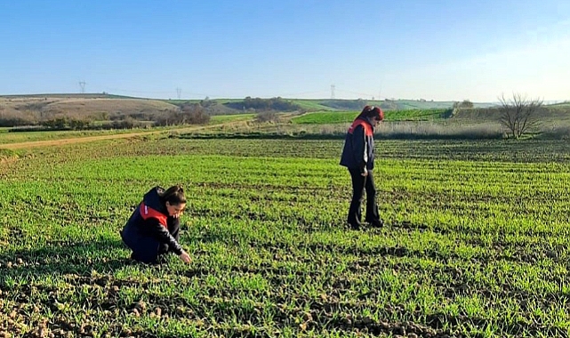 Pehlivanköy’de Arpa Ekim Alanlarında Teknik Kontrol Çalışmaları Yapıldı