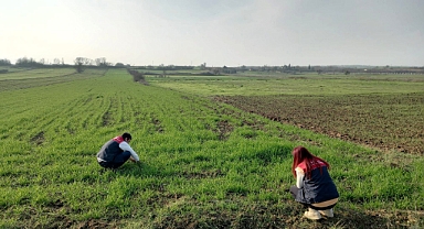 Pehlivanköy’de Buğday Ekili Alanlarda Teknik Kontroller Yapıldı 