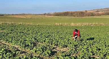 Pehlivanköy’de Kanola Tarlaları Mercek Altında