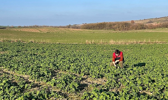 Pehlivanköy’de Kanola Tarlaları Mercek Altında