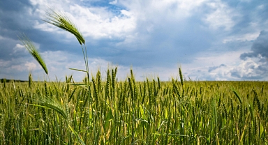Tarım Ürünleri Üretici Fiyatları Kasım’da Yıllık Yüzde 31,45 Arttı