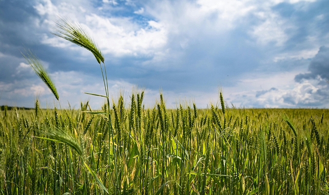 Tarım Ürünleri Üretici Fiyatları Kasım’da Yıllık Yüzde 31,45 Arttı