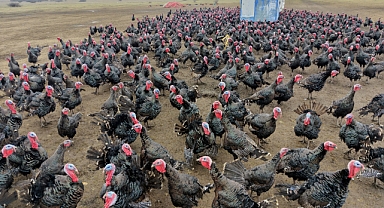Tekirdağ'da yılbaşı öncesi hindi satışları arttı; dişi hindiye ilgi daha fazla