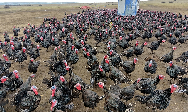 Tekirdağ'da yılbaşı öncesi hindi satışları arttı; dişi hindiye ilgi daha fazla