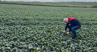 Babaeski’de Kanola ve Buğday Tarlaları Denetlendi