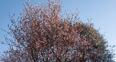 İlk Cemre Ne Zaman Düşecek?