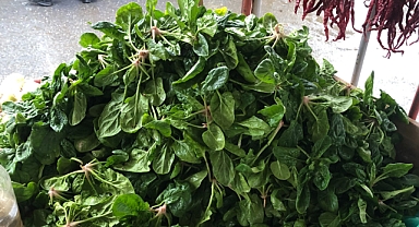 Kış Mevsiminin Şifa Deposu: Ispanak Sofraların Vazgeçilmezi