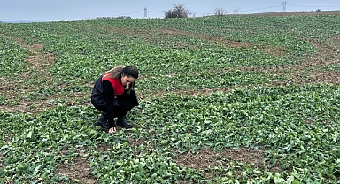 Pehlivanköy’de Kanola Tarlalarında Fenolojik Gözlem Çalışması