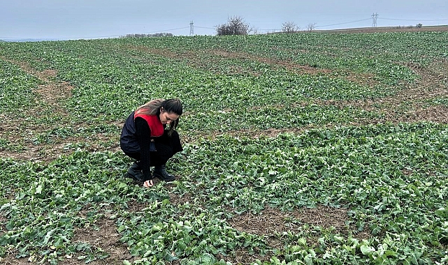 Pehlivanköy’de Kanola Tarlalarında Fenolojik Gözlem Çalışması