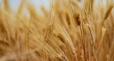 Tarım Ürünleri Üretici Fiyatları Aralık Ayında Yükselişini Sürdürdü