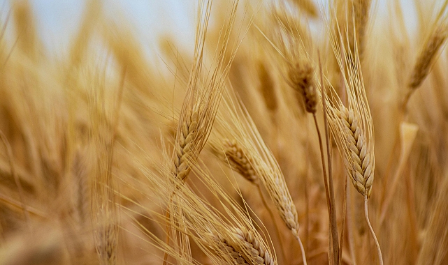 Tarım Ürünleri Üretici Fiyatları Aralık Ayında Yükselişini Sürdürdü