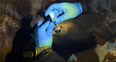 Vize’de Brucella Aşılaması Sürüyor 