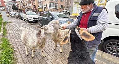 Yürüyüşe beraber çıktığı keçileri, ilçede ilgi odağı oldu