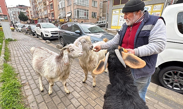 Yürüyüşe beraber çıktığı keçileri, ilçede ilgi odağı oldu