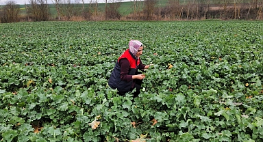 Babaeski’de Kanola Tarlalarında Teknik İnceleme