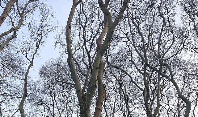 Babaeski’de Sıcaklık -3 Dereceye Kadar Düşecek