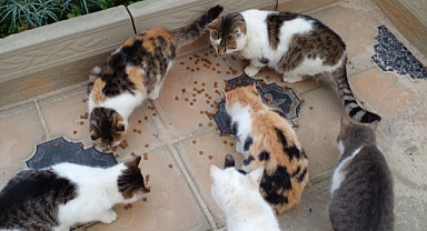 Babaeski’de Sokak Kedileri Unutulmuyor: Kış Aylarında Vatandaşlardan Örnek Davranış