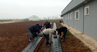 Çilek Üretimine Teknik Destek: Dikimler Uzman Gözetiminde Yapıldı