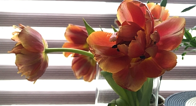 Evde Lale Bakımı Nasıl Yapılır? Kadınlara Özel Pratik Püf Noktalarıyla Lale Yetiştirmenin İncelikleri