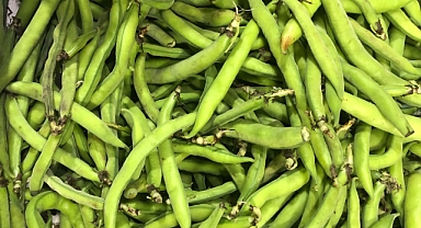 Kış Mevsiminin Şifa Kaynağı: Bakla Sofralara Lezzet Katıyor