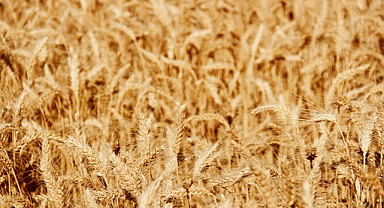 Tarım Ürünleri Üretici Fiyatlarında Ocak Ayında Sert Artış