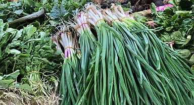 Yeşil Soğanın Faydaları Neler? Sağlık İçin Doğal Bir Güç Kaynağı