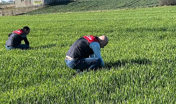 Babaeski’de Kanola ve Hububat Tarlalarında Kontrol