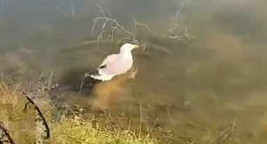 ‘Bulut’ isimli yaralı martı, bakımının ardından doğaya bırakıldı