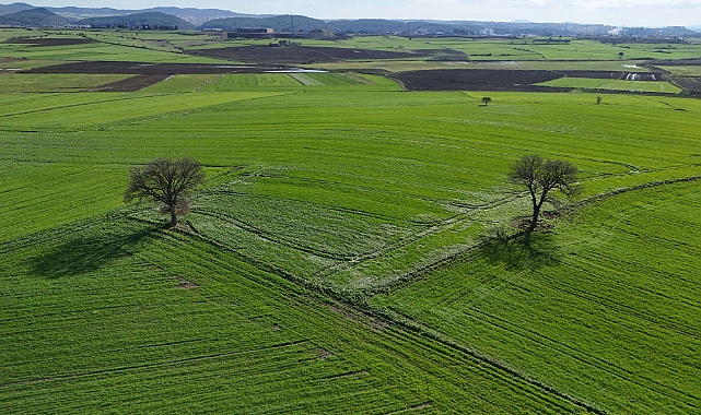 Edirne'de yağışların ardından doğru tarım uygulamalarıyla yüksek rekolte bekleniyor
