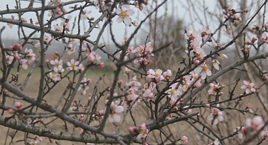 Kırklareli'de Baharın Müjdecisi: Badem Çiçekleri Görsel Şölen Sunuyor