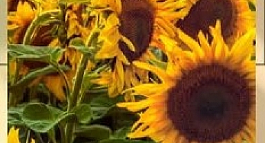 Kırklareli’nde Çiftçilere %75 Hibeli Ayçiçeği Tohumu Desteği Uzatıldı